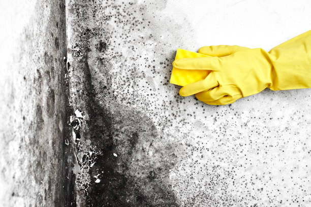 Best Mold Damage Restoration  in Coal City, WV