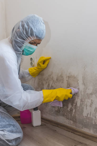  Coal City, WV Mold Removal Pros