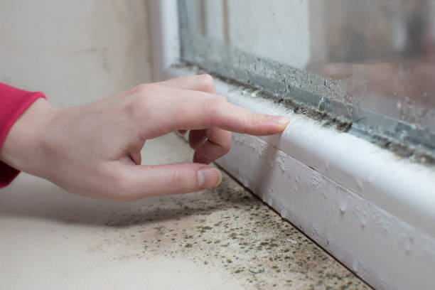 Best Post-Construction Mold Inspection  in Coal City, WV